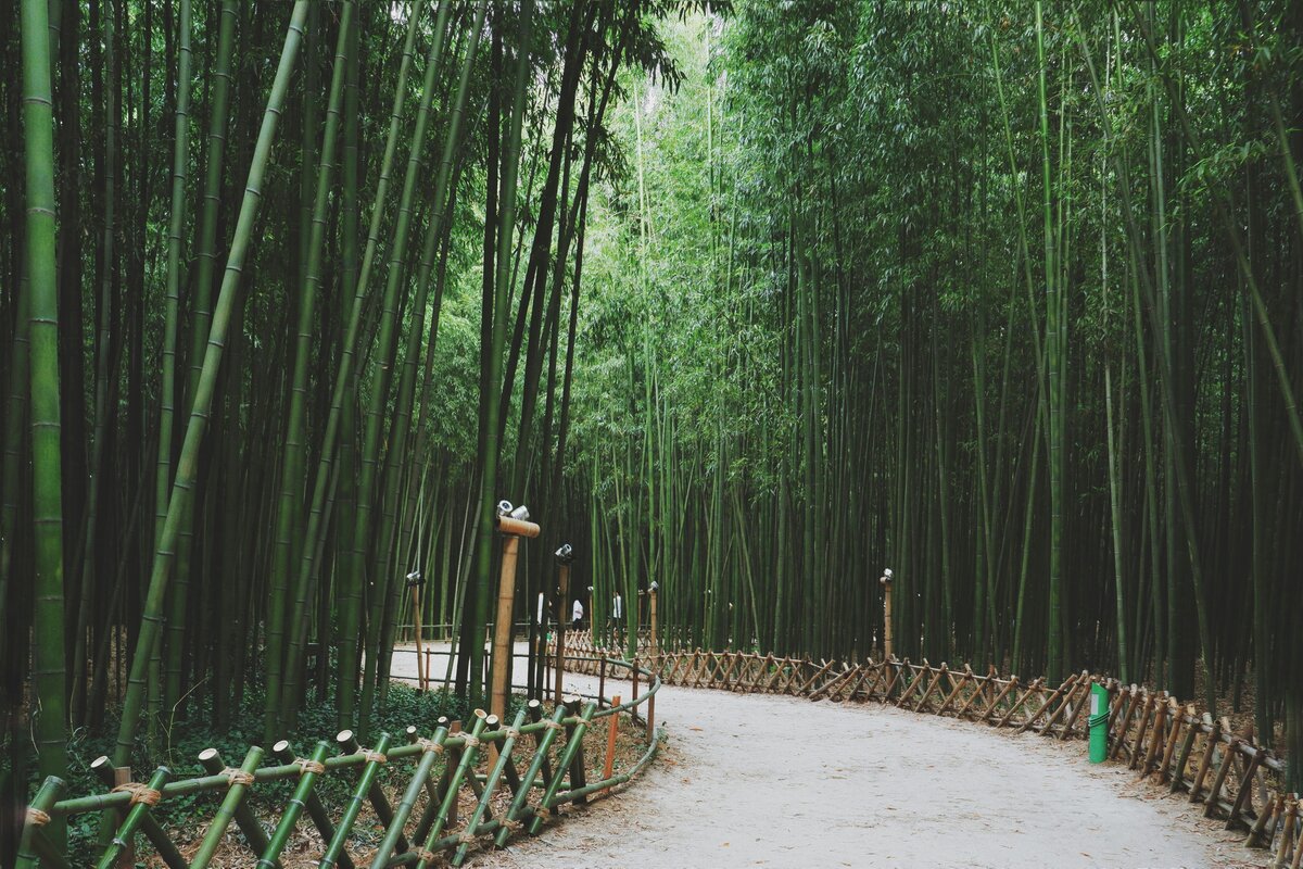 Arashiyama bamboo grove at dawn in Kyoto