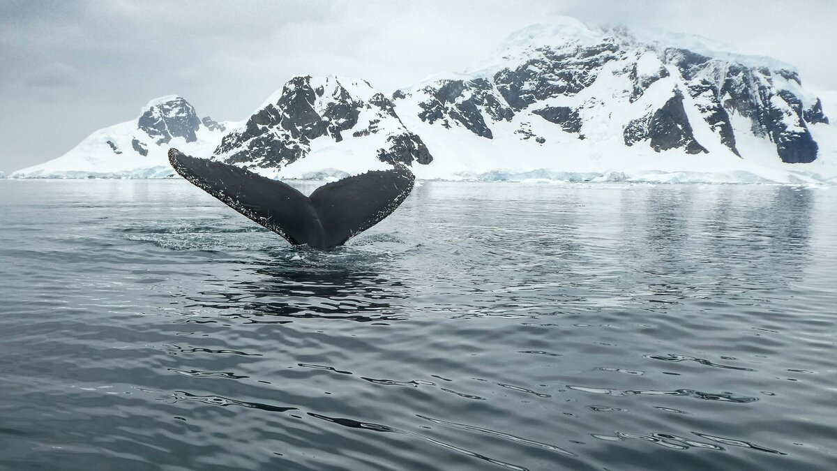 Open Southern Ocean with seabirds gliding above waves