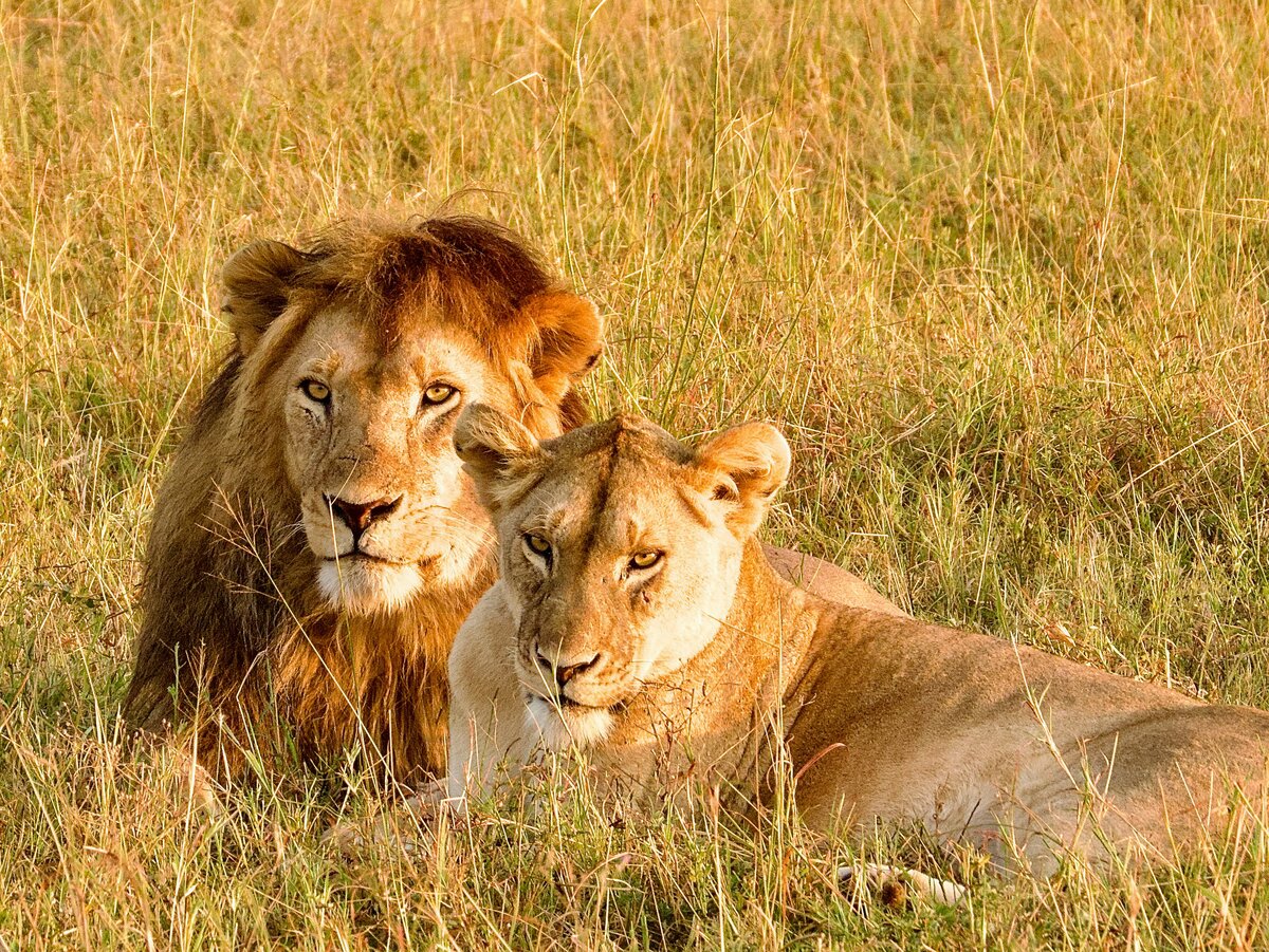 Lions resting in golden light on an open plain